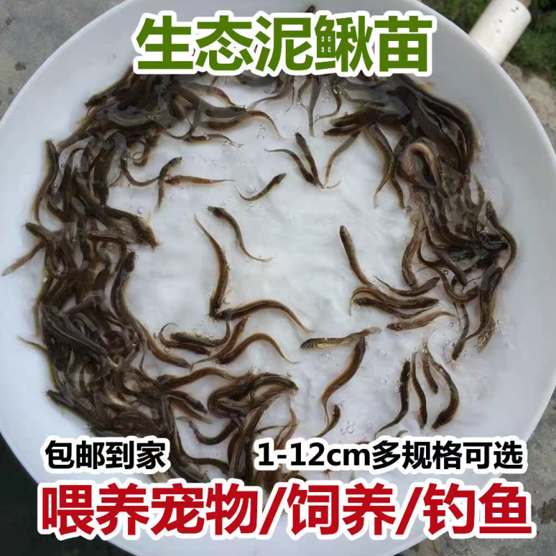 泥鳅苗台湾泥鳅3-12公分高密度养殖技术指导成品回收
