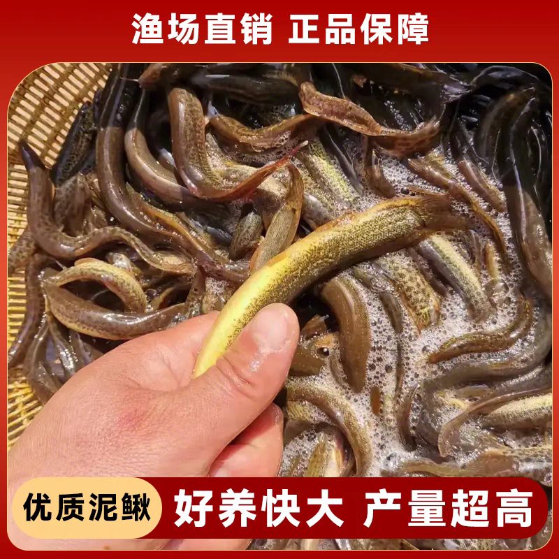 泥鳅苗台湾泥鳅3-12公分高密度养殖技术指导成品回收