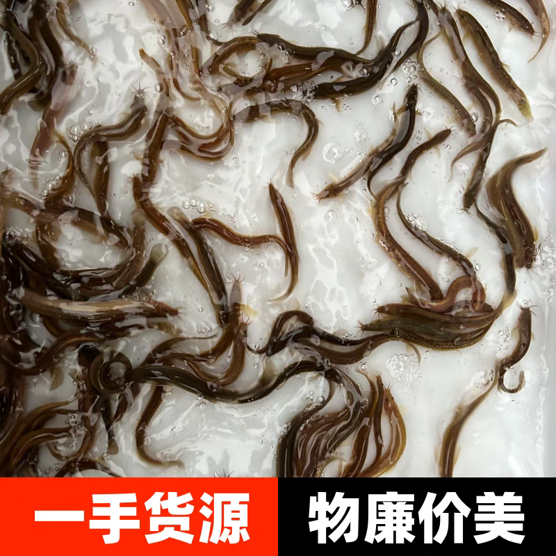 泥鳅苗台湾泥鳅3-12公分高密度养殖技术指导成品回收