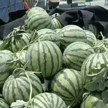 麒麟美都，8424西瓜大量上市货源充足质量有保证全国发货