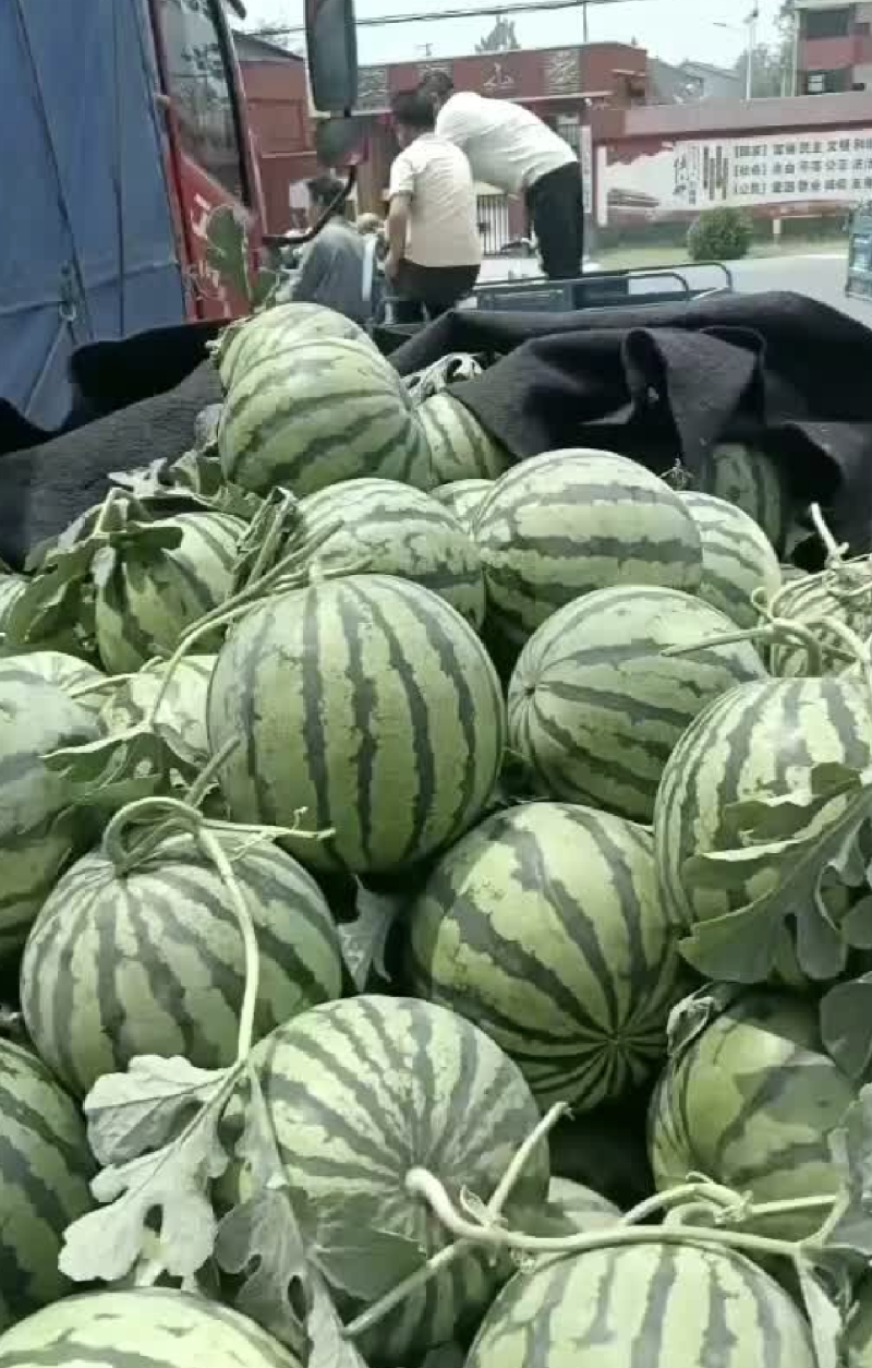 麒麟美都，8424西瓜大量上市货源充足质量有保证全国发货