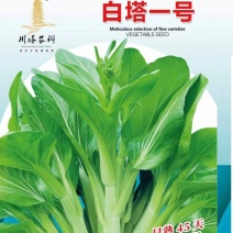 菜苔种子白塔一号早熟45天耐热耐湿苔色白绿丰产抗病