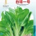 菜苔种子白塔一号早熟45天耐热耐湿苔色白绿丰产抗病