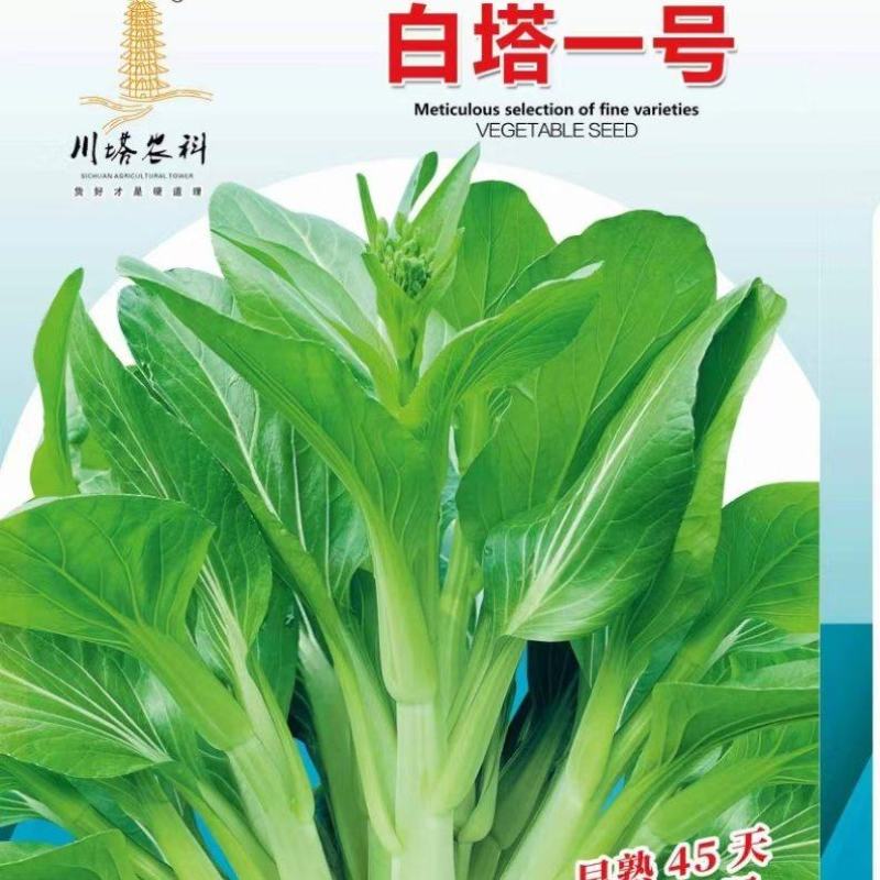 菜苔种子白塔一号早熟45天耐热耐湿苔色白绿丰产抗病