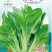 菜苔种子白塔一号早熟45天耐热耐湿苔色白绿丰产抗病
