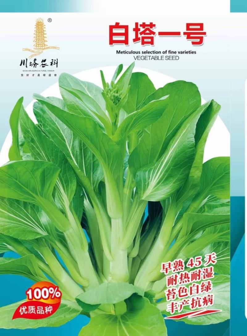 菜苔种子白塔一号早熟45天耐热耐湿苔色白绿丰产抗病