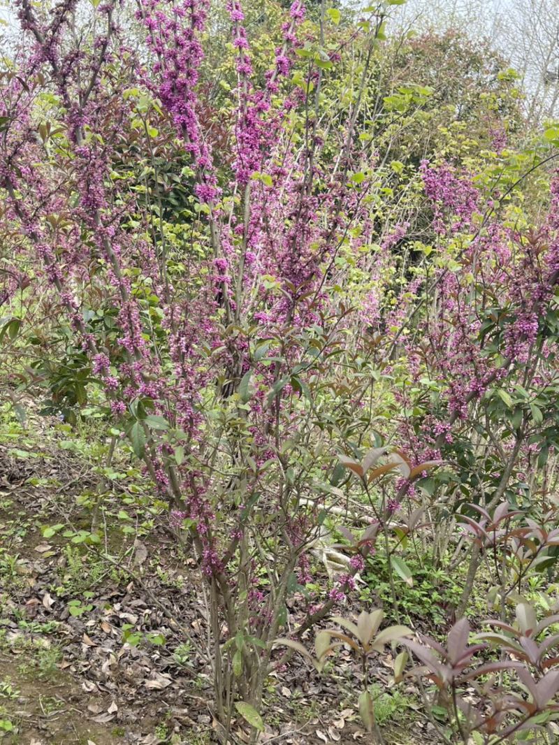 精品紫荆花耐寒萌芽性强价格美丽欢迎来电咨询