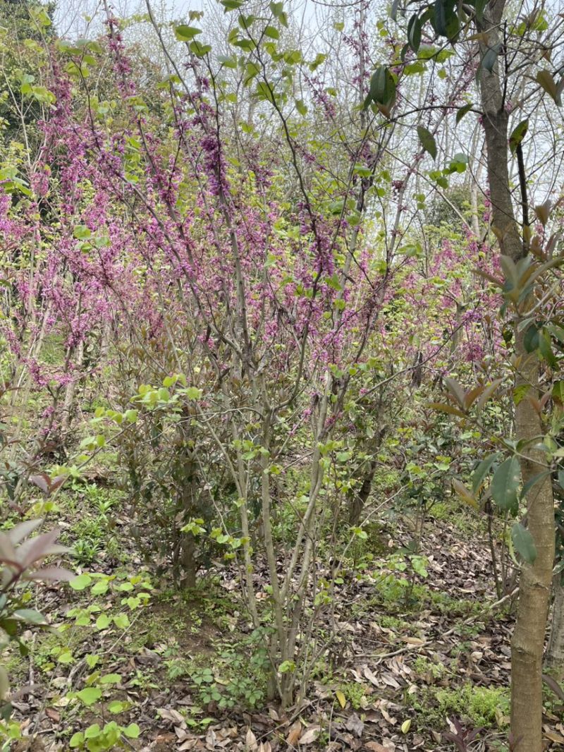 精品紫荆花耐寒萌芽性强价格美丽欢迎来电咨询
