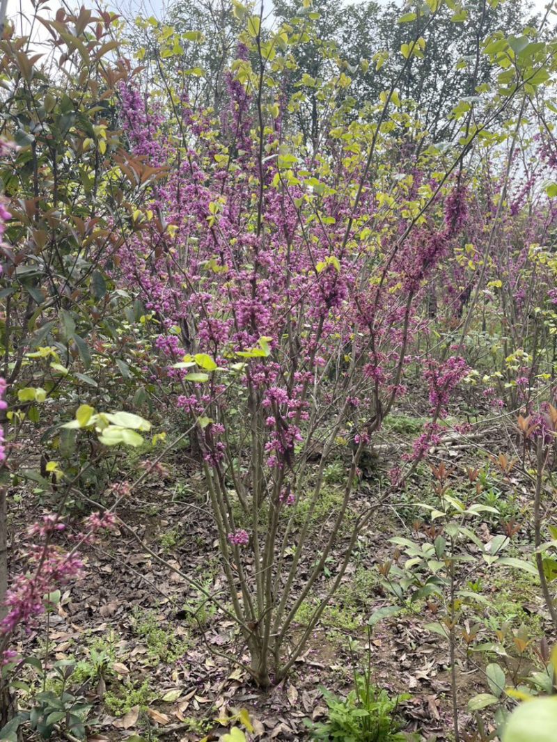 精品紫荆花耐寒萌芽性强价格美丽欢迎来电咨询