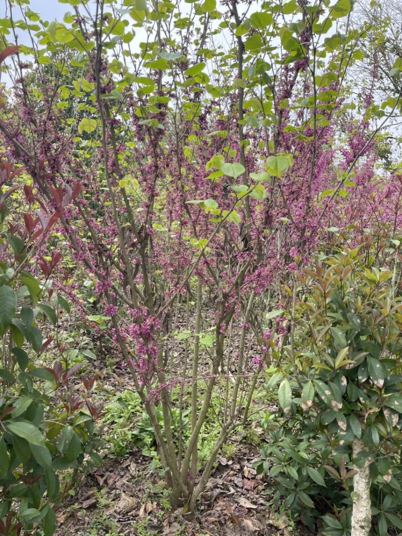 精品紫荆花耐寒萌芽性强价格美丽欢迎来电咨询