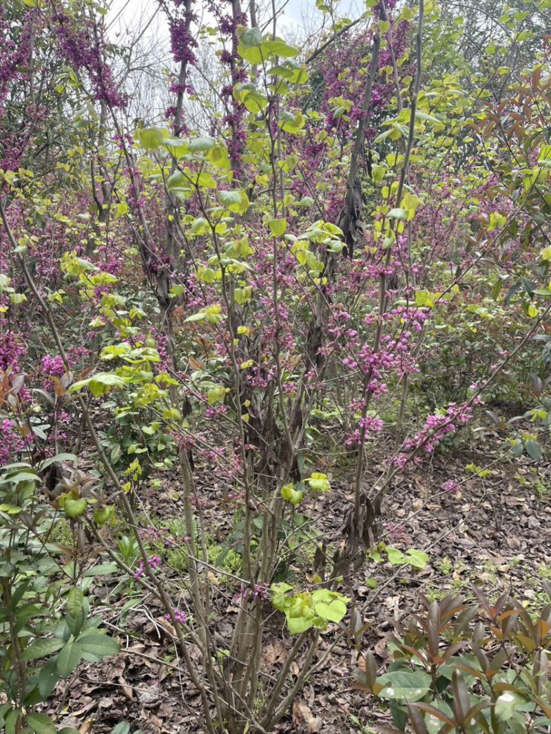 精品紫荆花耐寒萌芽性强价格美丽欢迎来电咨询