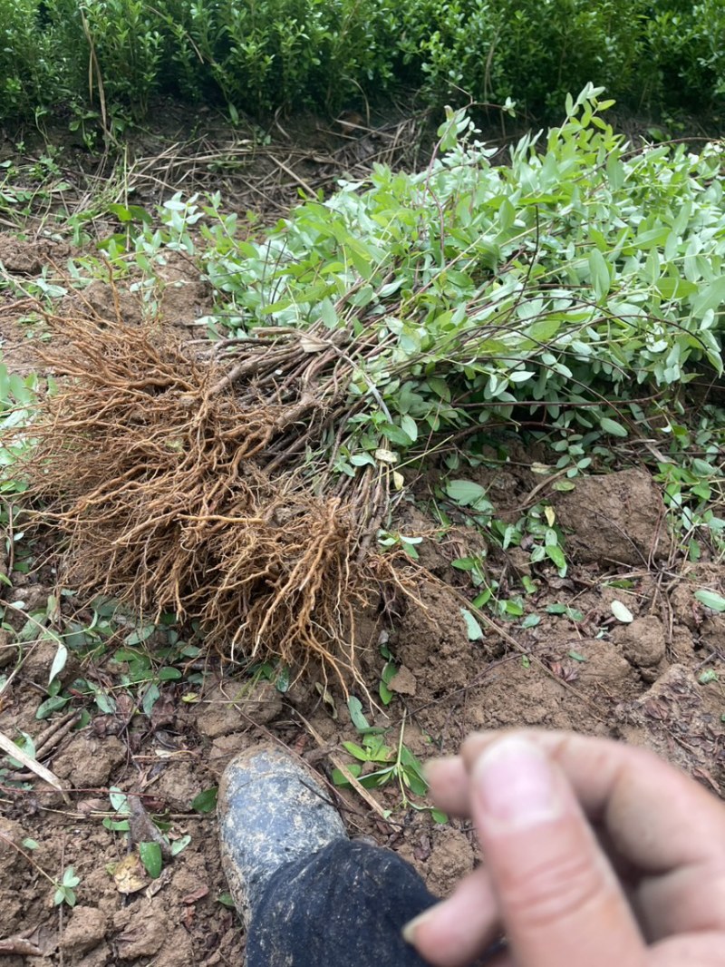 精品金丝桃苗货量大质量好欢迎来电咨询