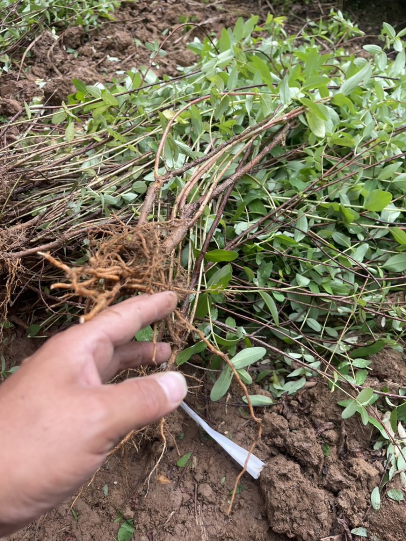 精品金丝桃苗货量大质量好欢迎来电咨询