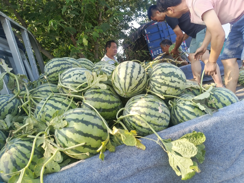 安徽西瓜，美都，西农八号，产地直销，量大从优，欢迎选购。