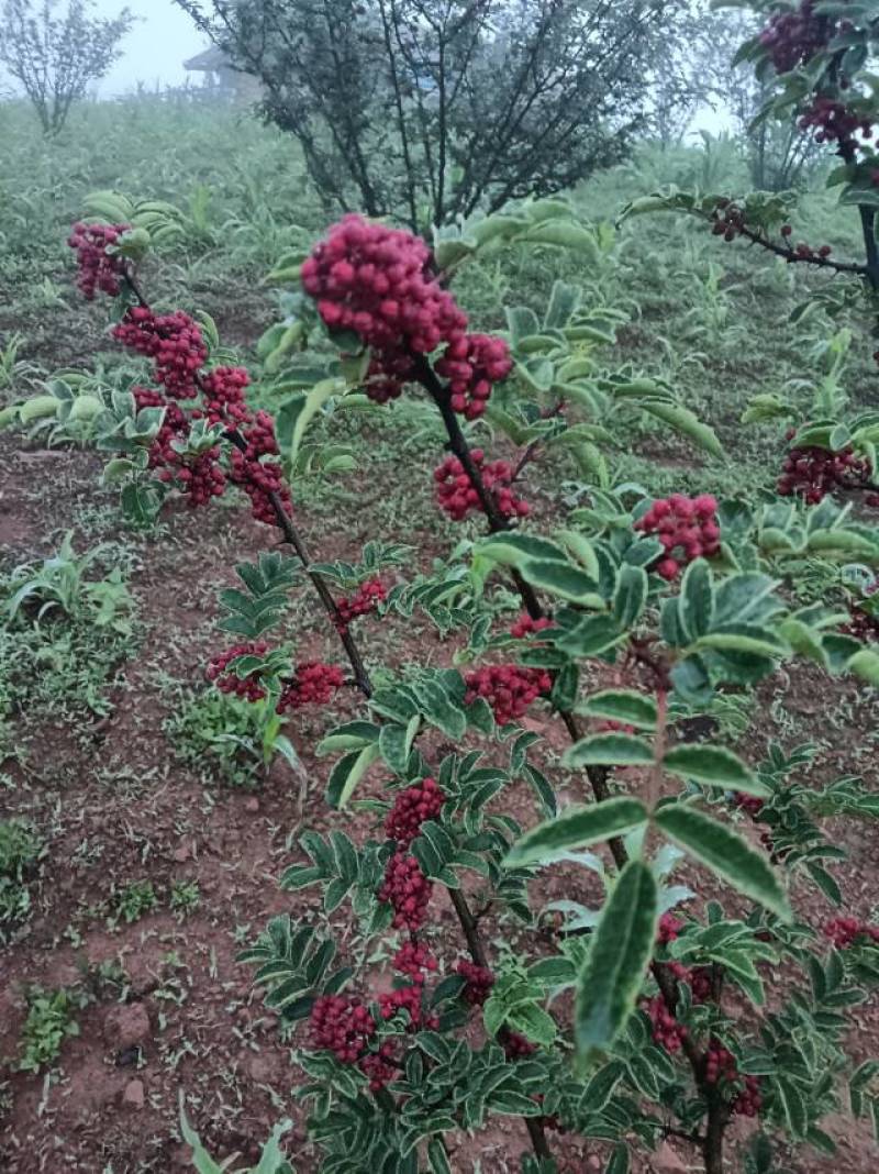 盐源花椒，香辣麻辣，正宗当地产，新鲜直供，品质保证