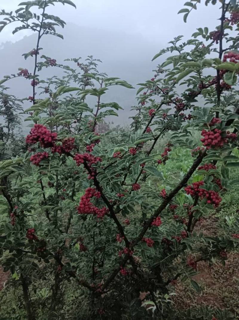 盐源花椒，香辣麻辣，正宗当地产，新鲜直供，品质保证