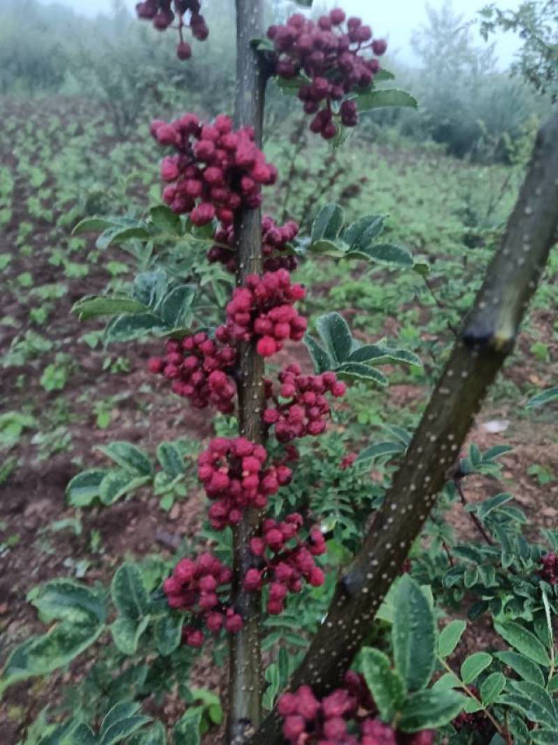 盐源花椒，香辣麻辣，正宗当地产，新鲜直供，品质保证