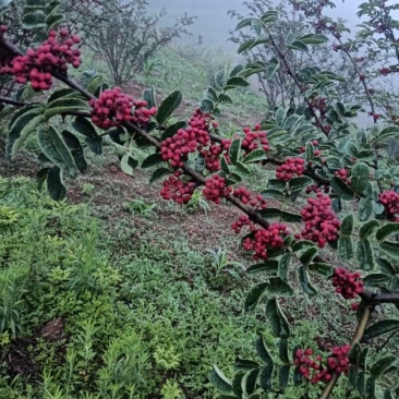 盐源花椒，香辣麻辣，正宗当地产，新鲜直供，品质保证