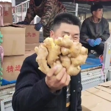 山东优质大黄姜,小黄姜,货源充足,诚信第一,保质保量