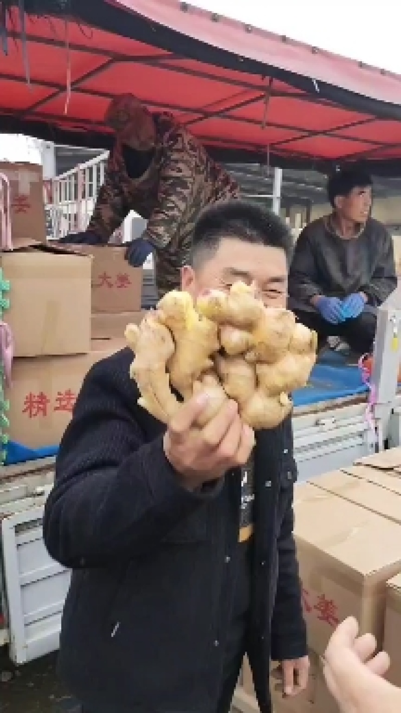 山东优质大黄姜，小黄姜，货源充足，诚信第一，保质保量