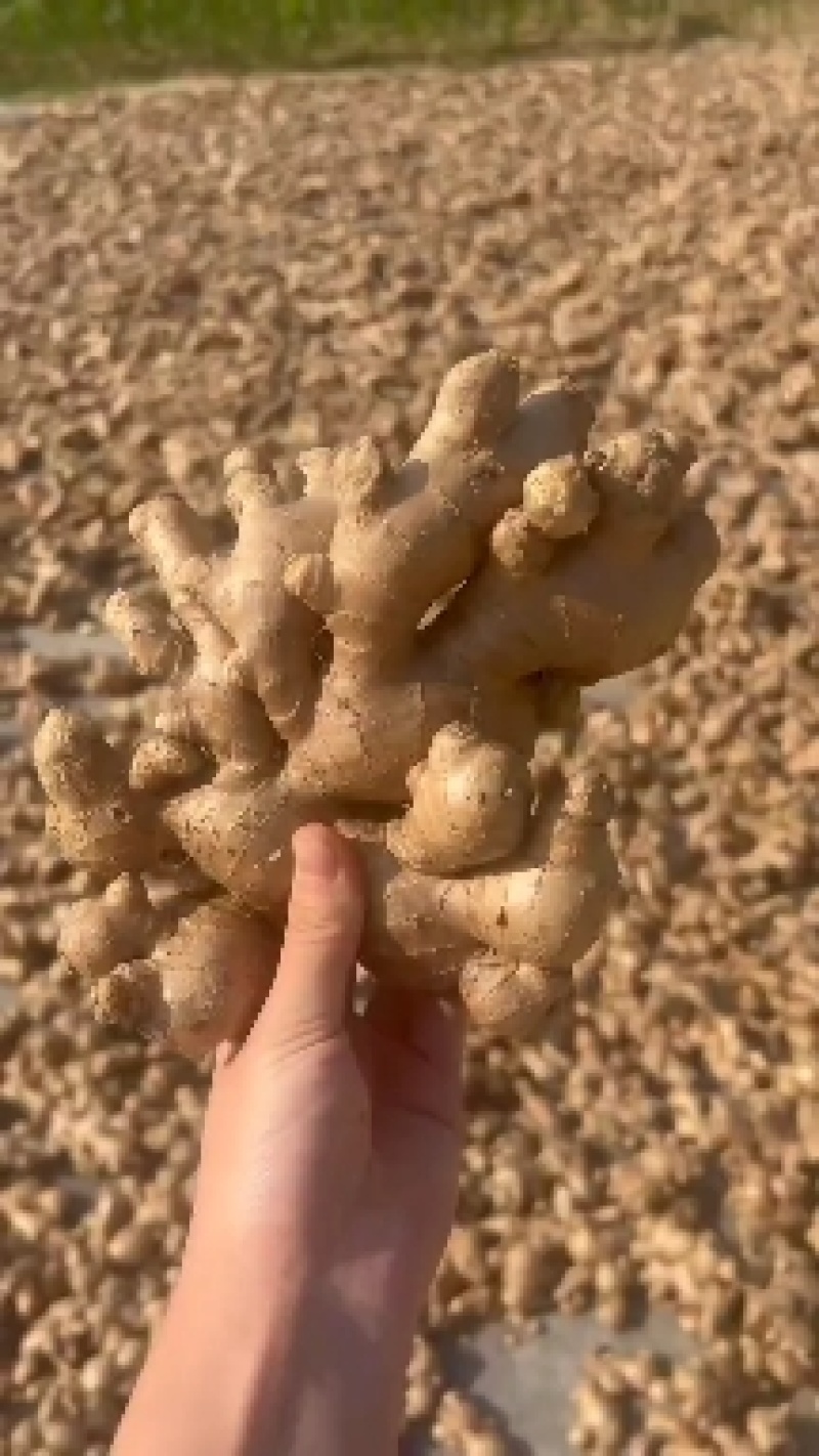 山东优质大黄姜，小黄姜，货源充足，诚信第一，保质保量