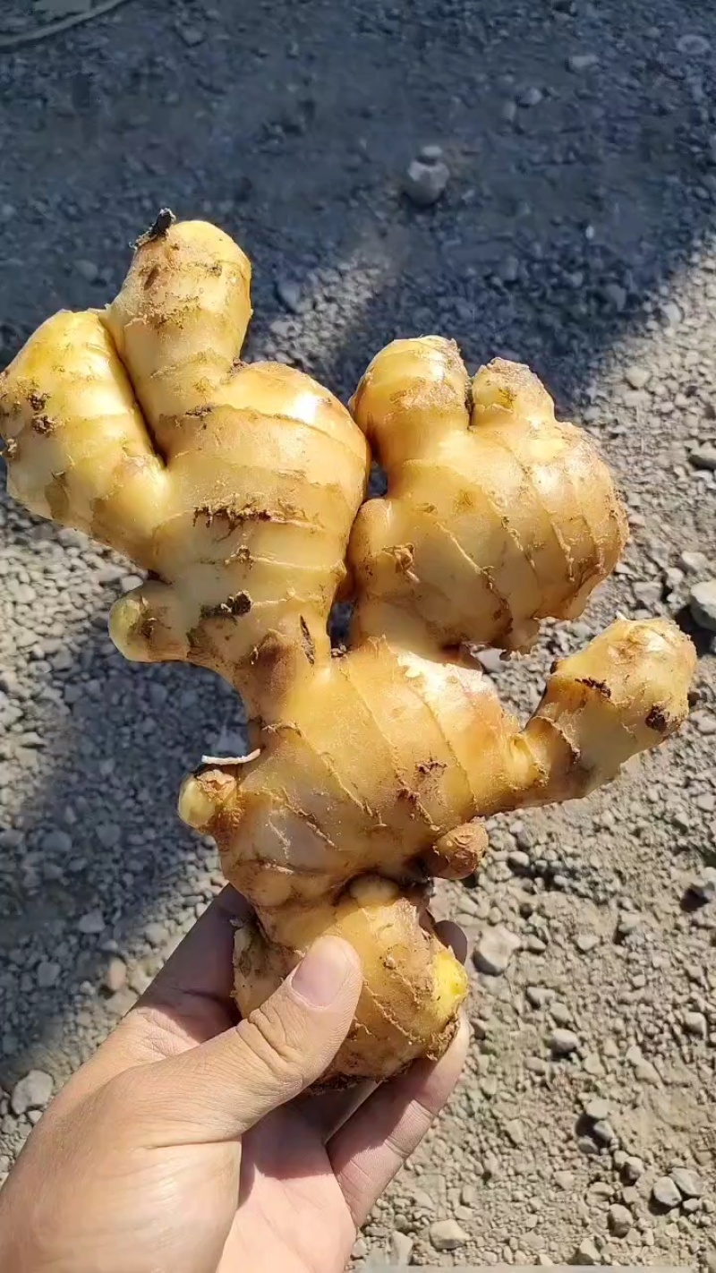 山东优质大黄姜，小黄姜，货源充足，诚信第一，保质保量