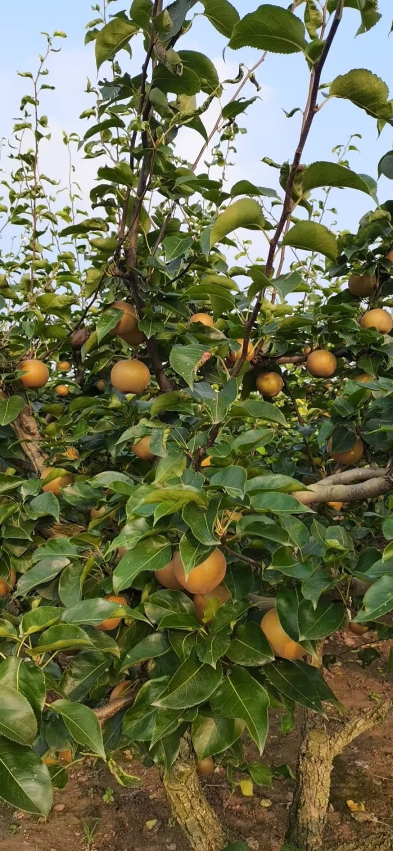 百里洲砂梨（黄花）7.28上市