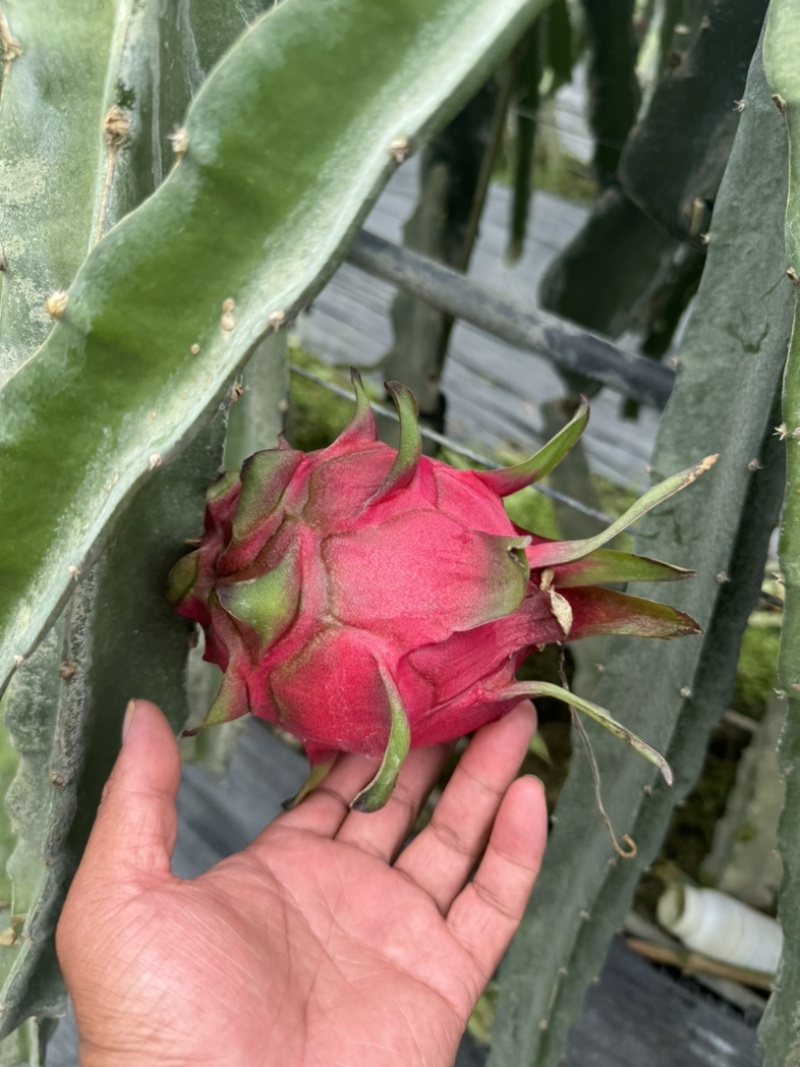 火龙果红心♥️火龙果。产地货源保质保量