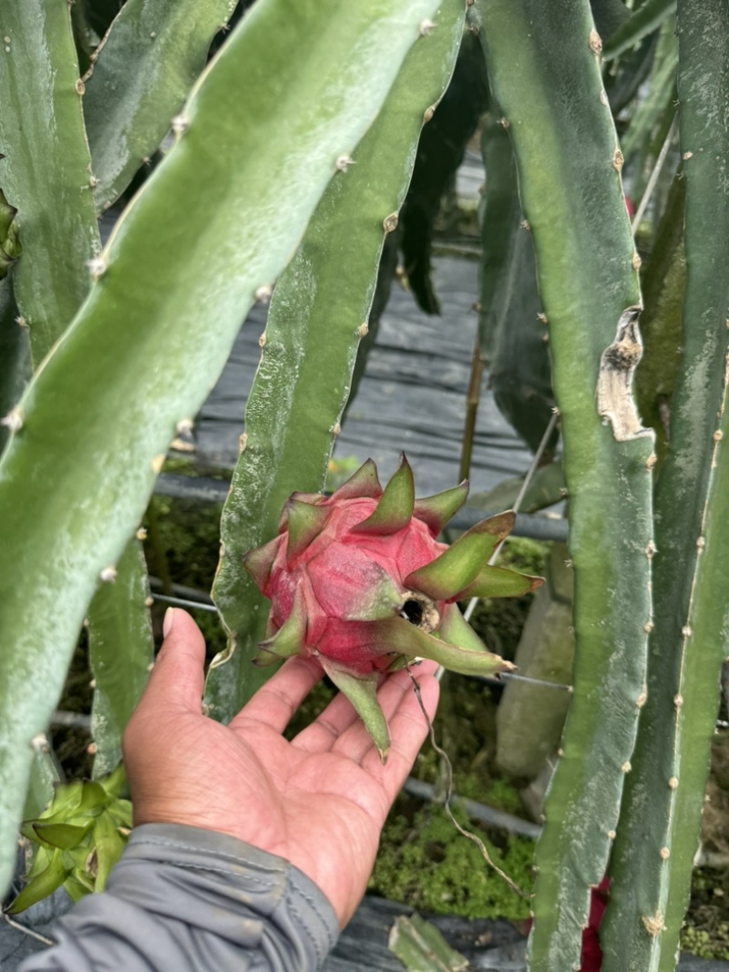 火龙果红心♥️火龙果。产地货源保质保量