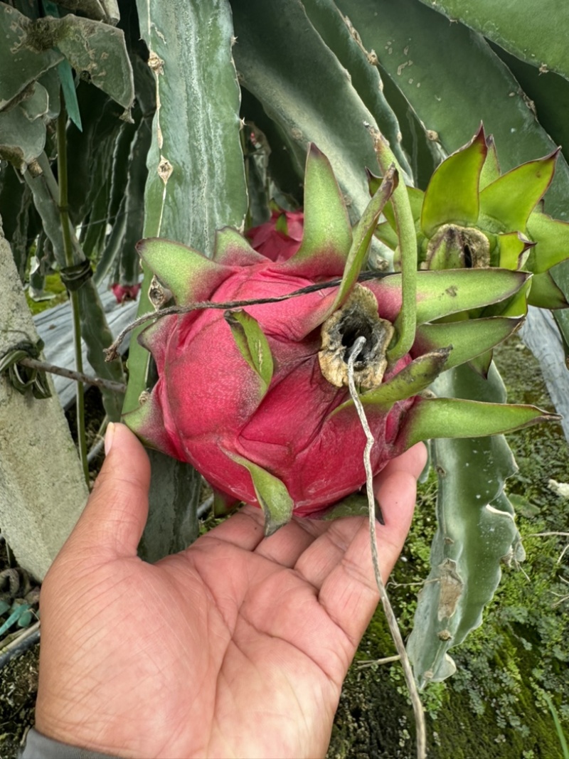 火龙果红心♥️火龙果。产地货源保质保量