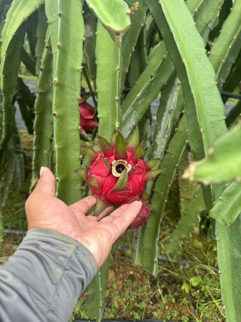 火龙果红心♥️火龙果。产地货源保质保量