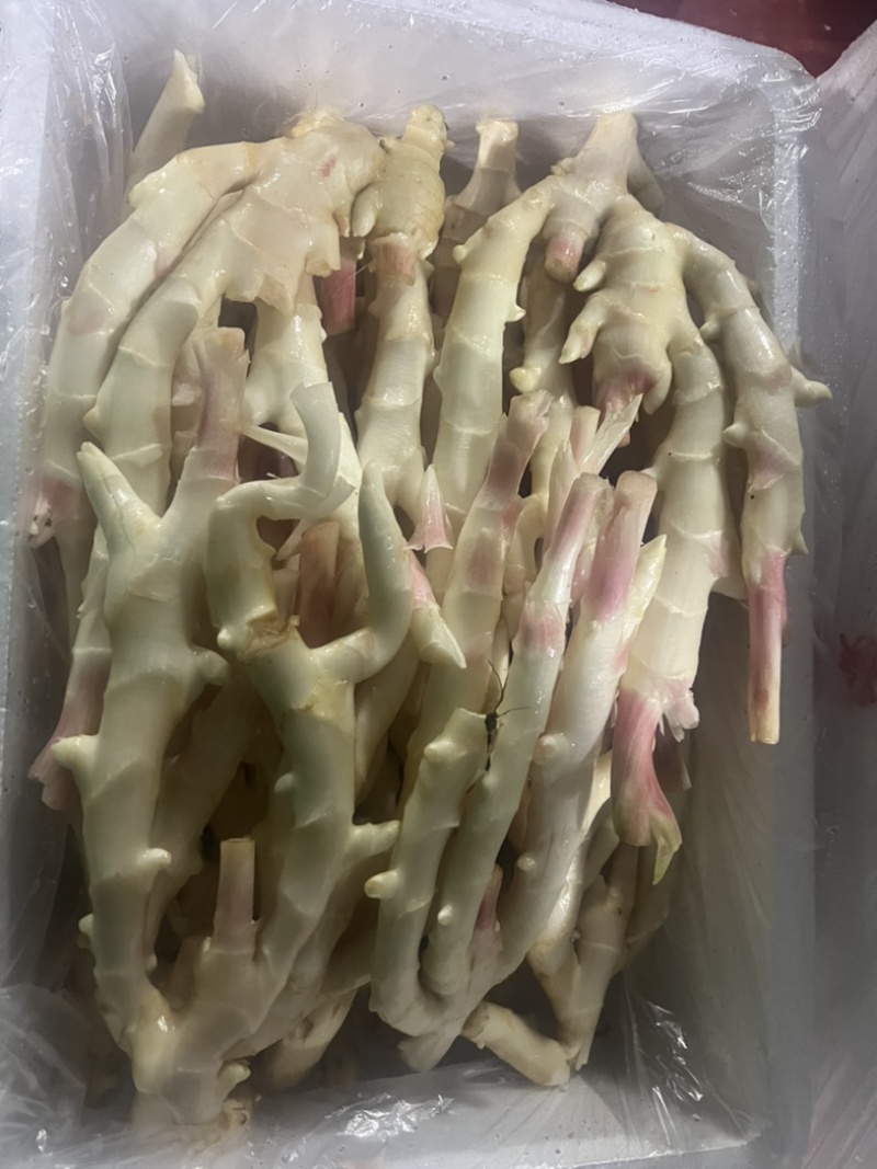 广西红芽仔姜上市产地直发，量大优惠，质量保证