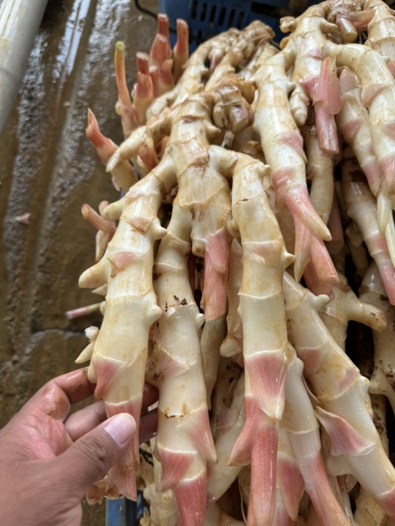 广西红芽仔姜上市产地直发，量大优惠，质量保证