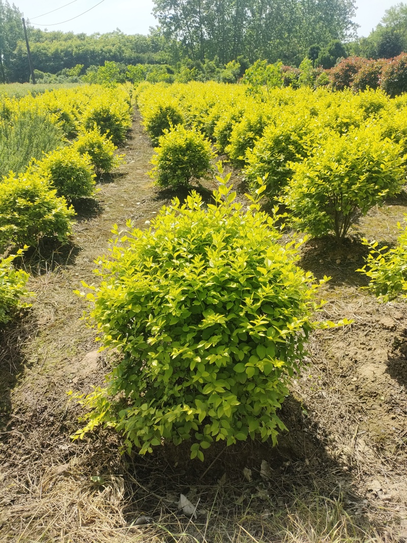 亮晶造型树