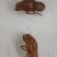 金蝉壳，野生金蝉壳