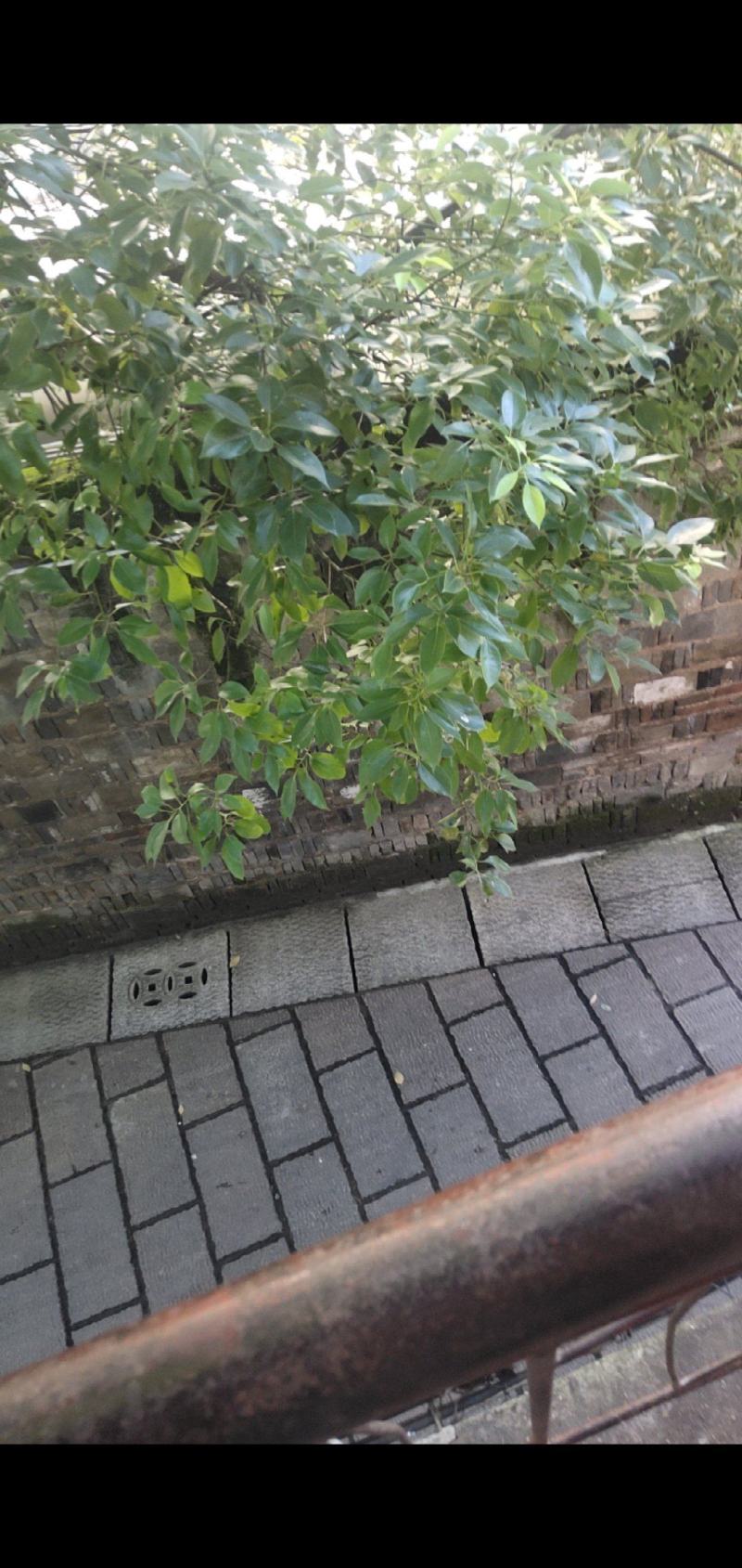 山苍籽
