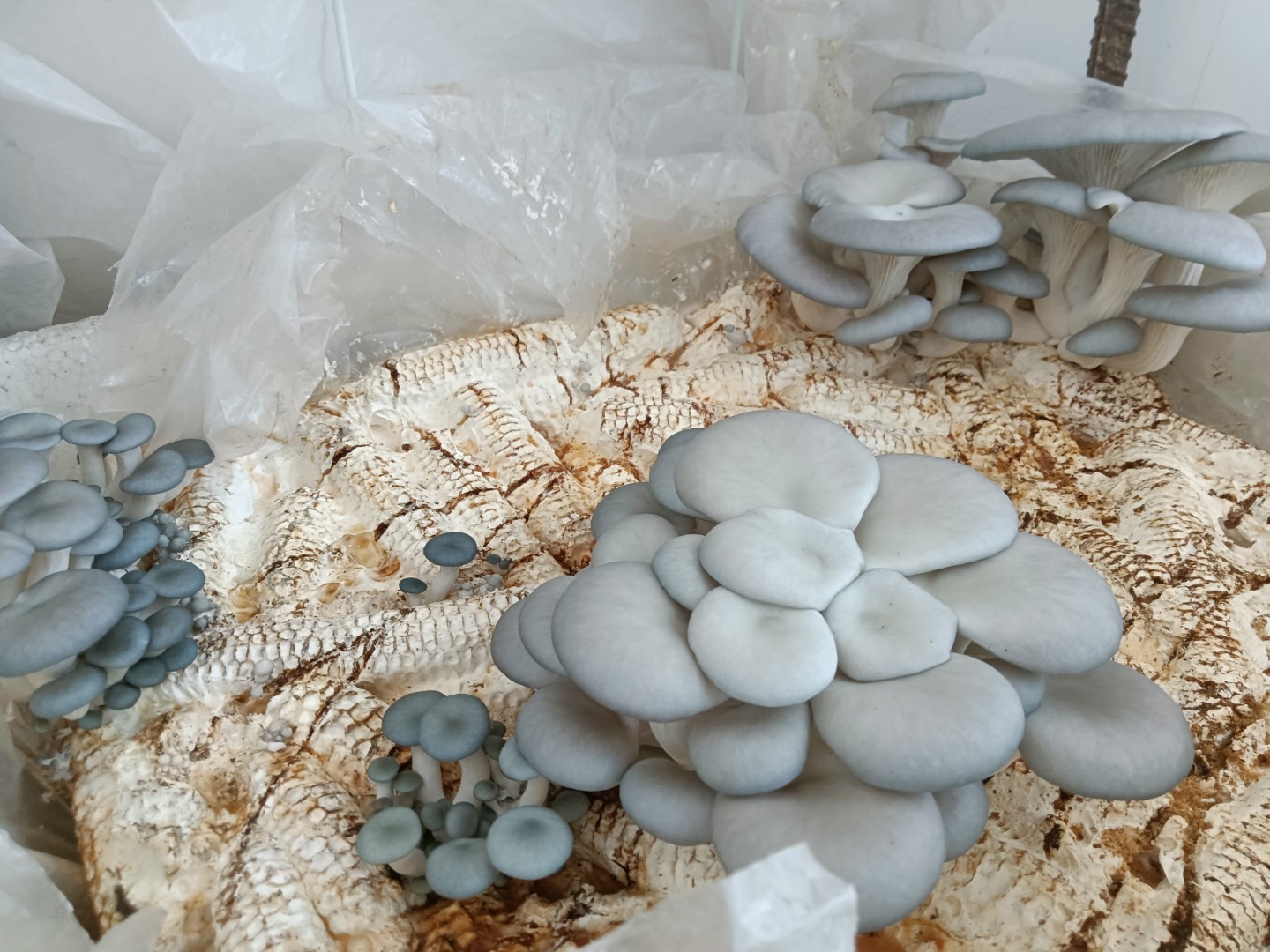 羊肚菌催原基阶段的温湿度调控图