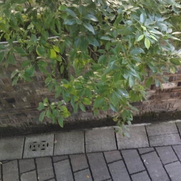 山苍籽