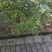 山苍籽