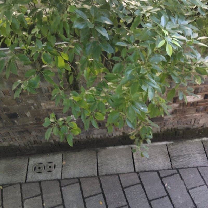 山苍籽