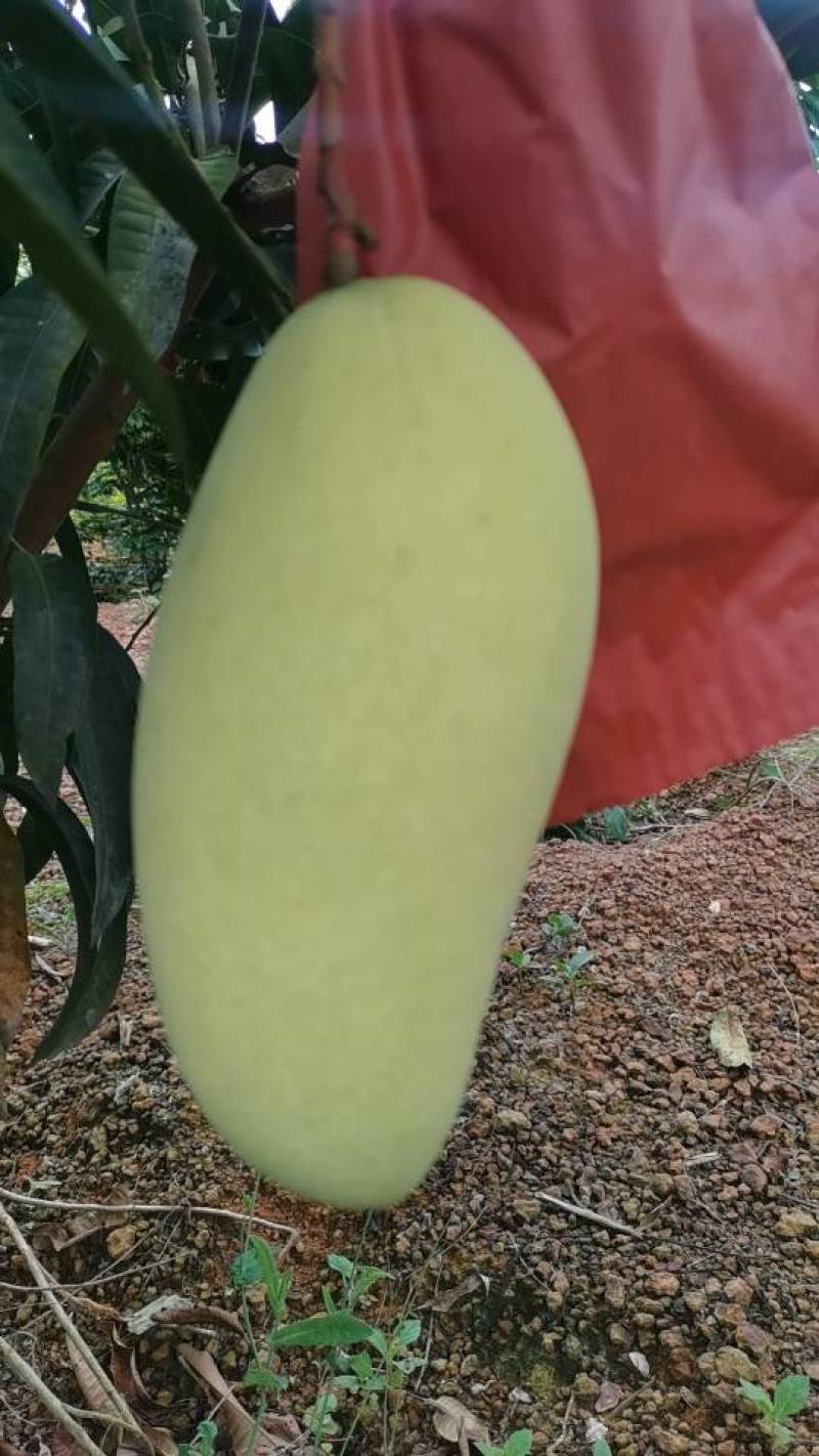大量供应广西特产金煌芒大青芒果