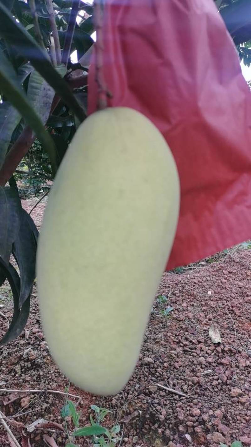 大量供应广西特产金煌芒大青芒果