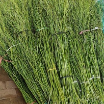 龙柳鲜切枝水培植物水养鲜枝河北定州龙柳种苗见水就活