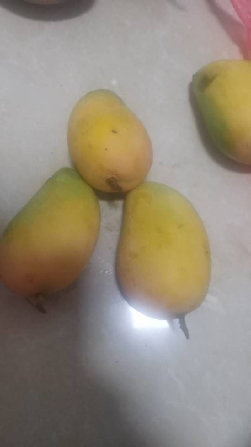 大量供应广西特产台农芒果