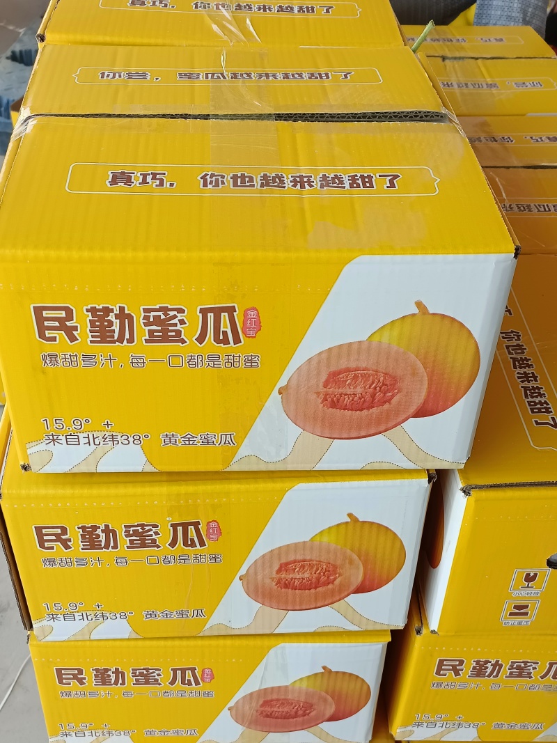 民勤蜜瓜大量上市，本地合作社直接对接商超，供应链和电商平