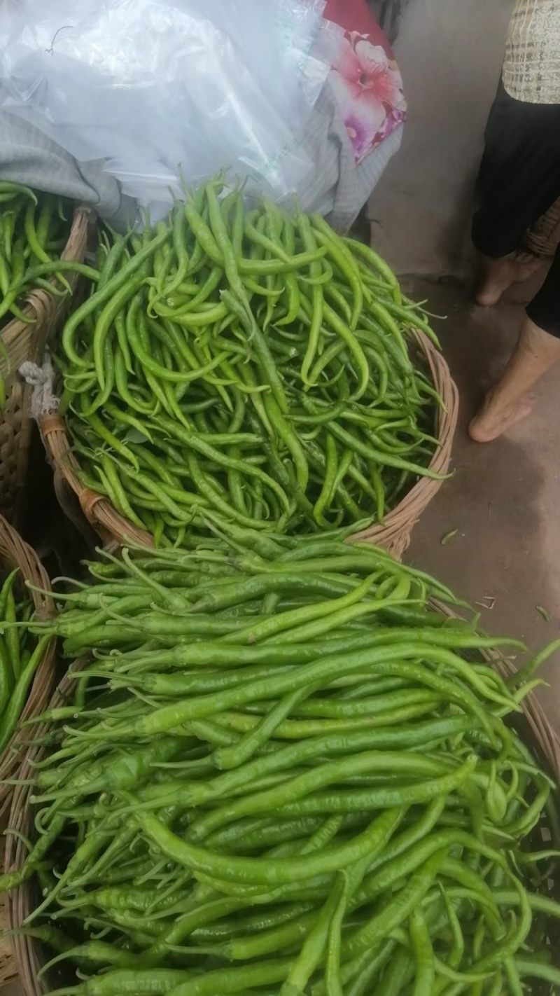【回头客多】鲜辣椒四川新鲜二荆条量大从优产地直发