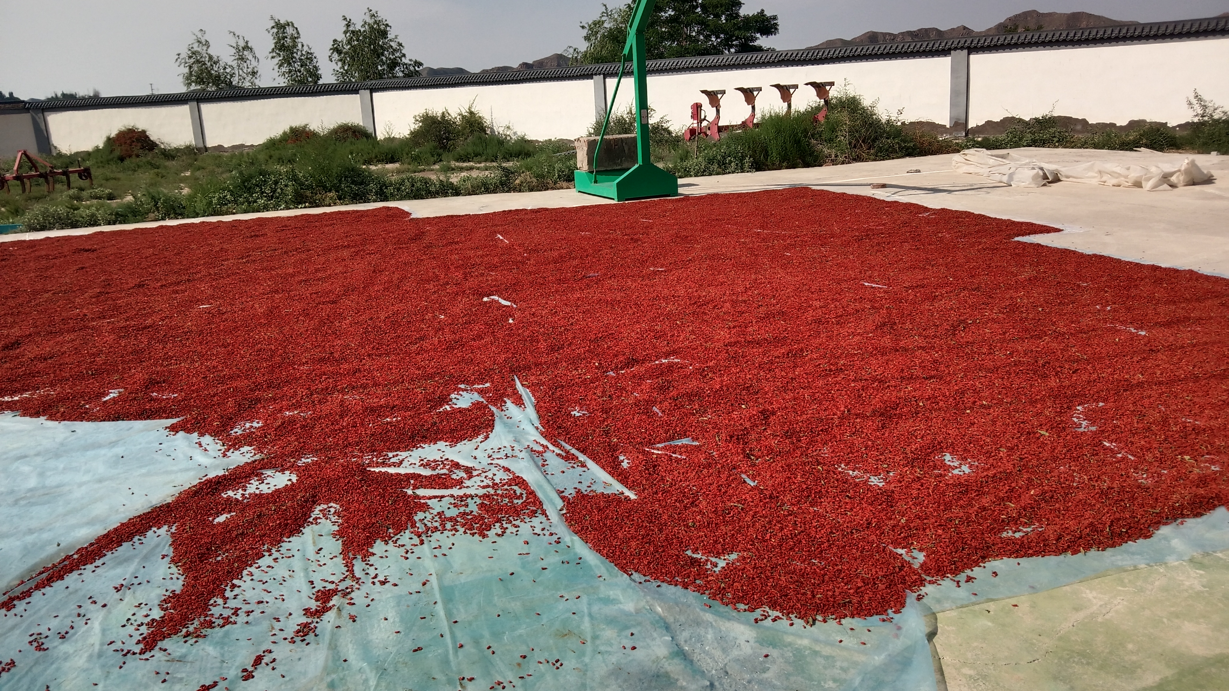 红枸杞菜苗在田间生长情况 红枸杞菜苗生长实景图