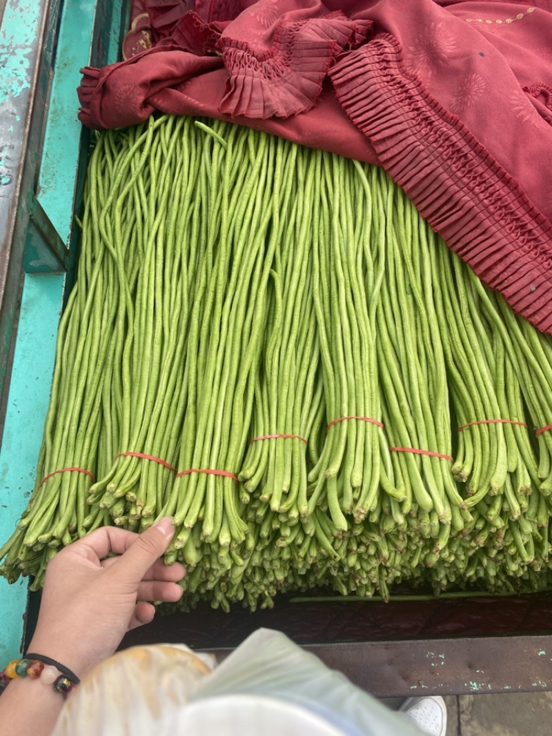 实力代收，精品长豆角供应全国，大量有货！