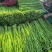 实力代收，精品长豆角供应全国，大量有货！