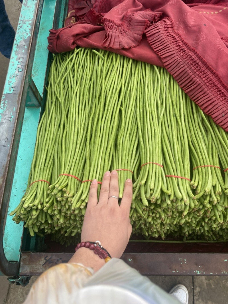 实力代收，精品长豆角供应全国，大量有货！